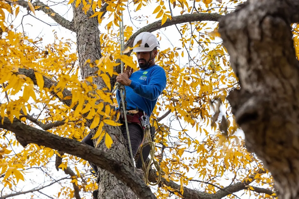 Skilled Storm Damage Cleanup crew working in Sellers